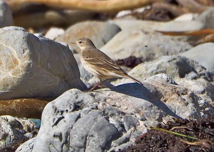 American Pipit, Anthus rubescens by J. Maughn is licensed under CC BY-NC 2.0.